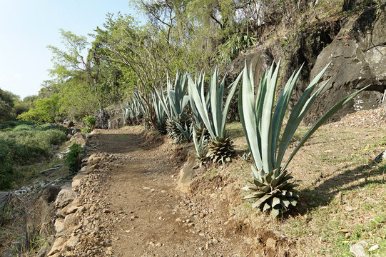 chemin sauvage nature cactus choca