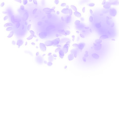 Violet flower petals falling down. Radiant romanti
