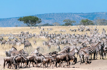 Zebras and wildebeest crossing the Serengeti in