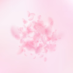 Sakura petals falling down. Romantic pink flowers 