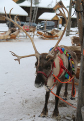Reindeer in Finnish Lapland