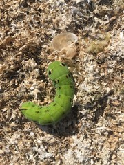 caterpillar in the open air