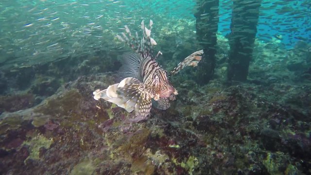 Lionfish hunting juvenile fish below a jetty on the rref crest, bouncing in the breakers 