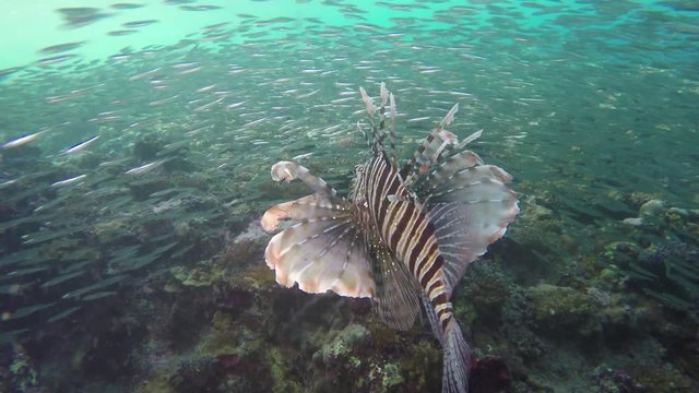 Lionfish bouncing in the breakers below a jetty hunting juvenile fish