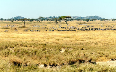 Obraz premium Fields in Tanzania on a sunny day