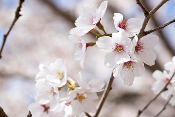 Closed up of beautiful Sakura (Cherry blossom) flower background