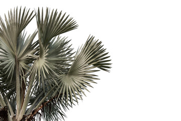 Feuilles de palmiers hauts (Livistona Rotundifolia) ou palmier Fan sur fond blanc. Vacances d& 39 été et concept de voyage nature.