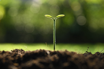 Young plant in the morning light on nature background