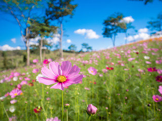 The flower in the garden.