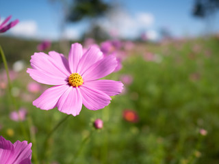 The flower in the garden.