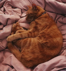 ginger cat sleeping on pink blanket