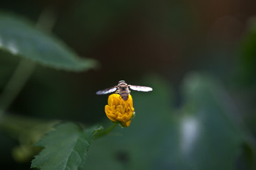 Wespe auf einer Blüte