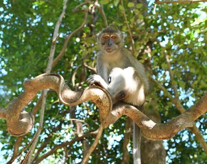 singes en liberté dans la nature