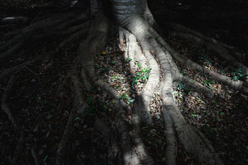 tree roots on forest floor