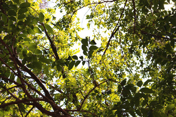 sunlight through leaves
