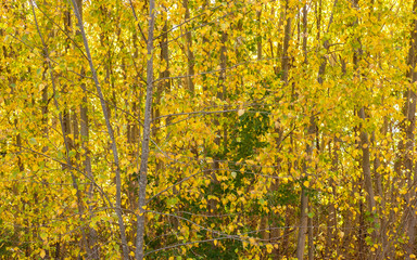 A Symphony of Autumn Colors: Close-up Capture of Vibrant Leaves Adorning a Majestic Tree, Celebrating the Season's Splendor
