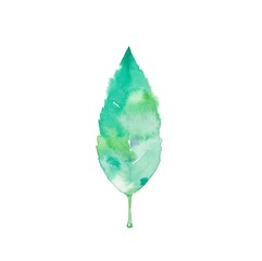 落葉樹の葉、夏