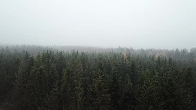 road path woods fog autumn trees bushes hoarfrost fog gray gloomy