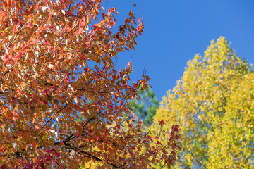 Autumn colored leaves in the city.