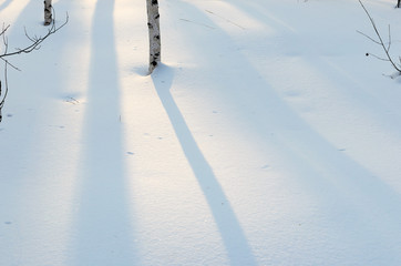 Copy space. Brich forest in winter. Sunset. Lonely shadow on white snow. Russian nature.