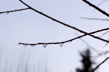 A drop of water branches of the tree Is in the month of February.