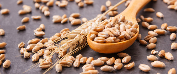 Cereal seeds with spoon and ears of rye or wheat grains