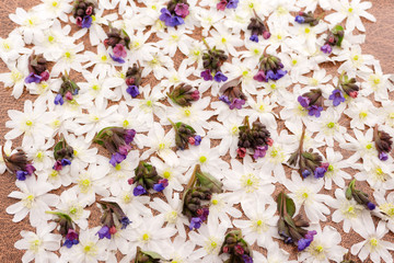 Snow on snowdrop flower in woodland first,