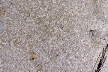 White fluff from the flower, dandelion and poplar trees. Against the background of the earth.