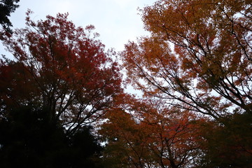 紅葉
