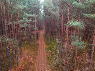 Aerial view on forest road covered in brown leaves in dark autumn forest