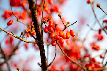 cornus fruit tree