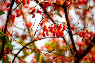 cornus fruit tree