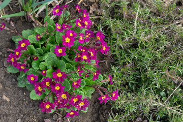 Beautiful spring pink flowers Primula sieboldii patens,