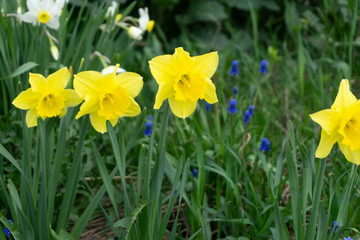 White narcissus Narcissus poeticus season spring flowers .