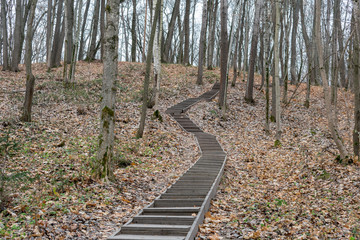 A path in an autumn forest made of wooden steps leads up