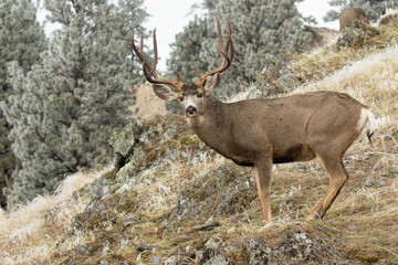 Mule Deer Buck Side Pose