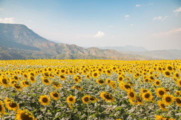 Obraz premium sun flower field and mountain background