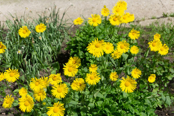 yellow dandelions may pasture rural scene season,