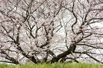多摩川の大桜（4月）