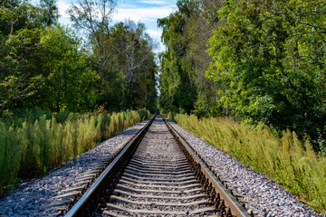 Railway rails in the forest
