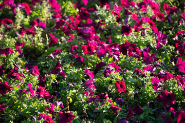 Image full of colourful petunia Petunia hybrida flowers .