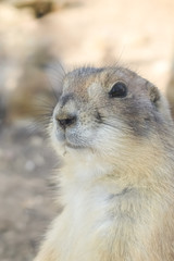 Portrait of a black-tailed prairie dog (Cynomys ludovicianus)