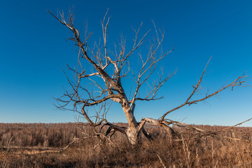 Dead tree against blue sky and autumn forest. Russia
