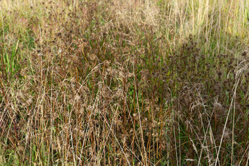 dry grass field simple space winter netherlands,