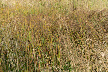 Little bluestem on a cloudy Autumn day. Also known as Schizachyrium scoparium or beard grass, it is...