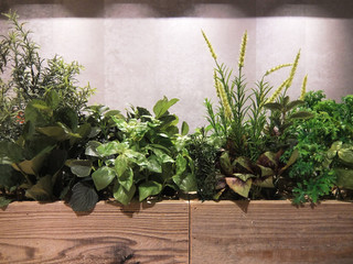 植物　高品質フェイク　