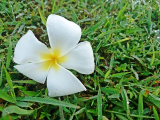 White Frangipani flowers (or Plumeria, Temple Tree, Graveyard Tree) fall on green grass with dew