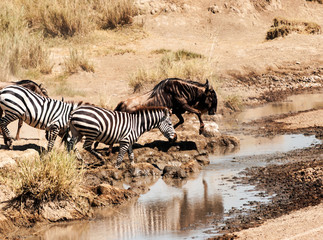 Zebras and wildebeest crossing the Serengeti in