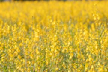 Blurred image for background of Sunhemp (Crotalaria juncea) field. 