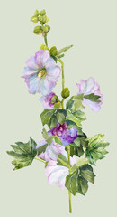 Watercolor image of a bush of mallow.